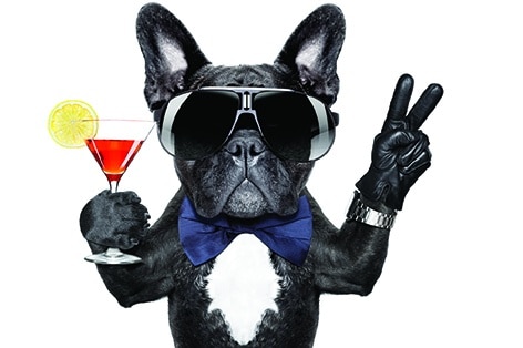 Enjoy an eventing of cocktails in a private hangar operated by Signature Flight Support at the Scottsdale Airport, Scottsdale, AZ, for this annual fundraising event for senior dogs. Contact foreverlovedpets.org