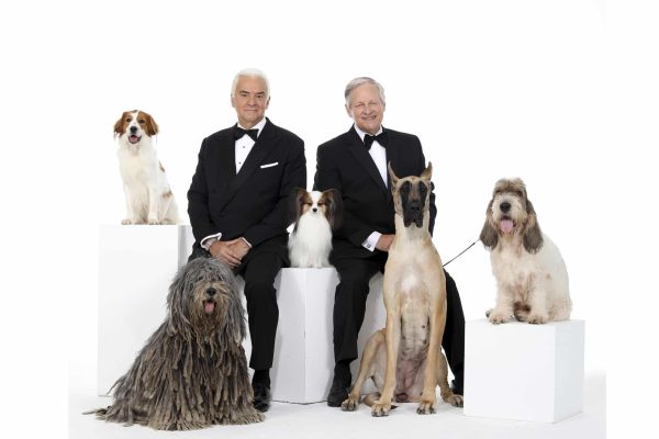 If you can't be there in person, watch the National Dog Show Presented by Purina on its annual Thanksgiving Day broadcast at noon on NBC. Photo courtesy of National Dog Show
