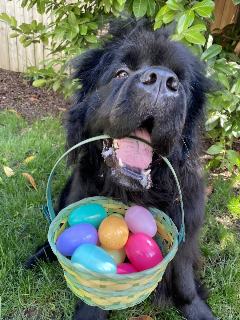 easter egg hunt for dogs near me