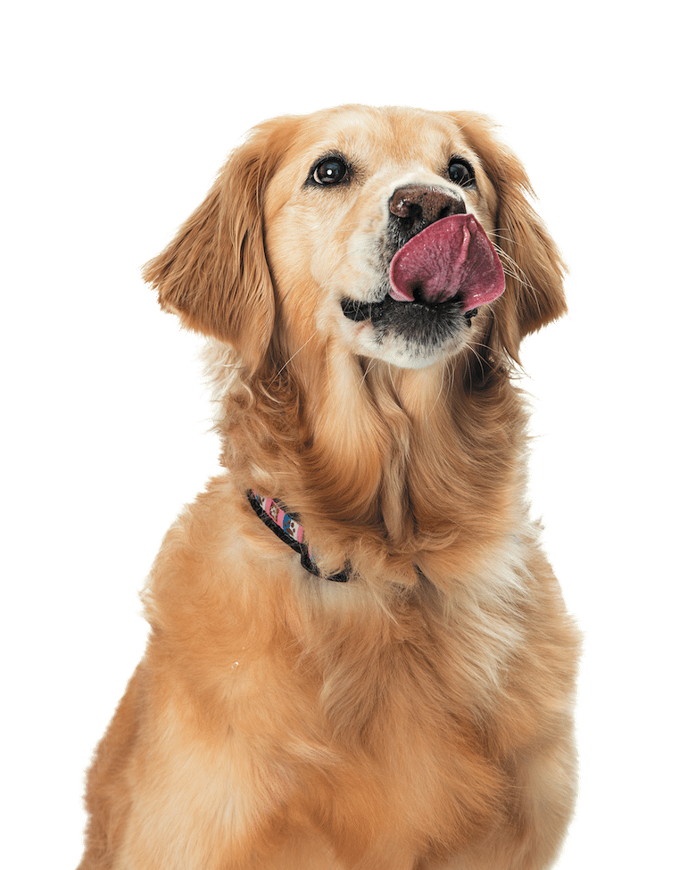 what is clean eating for dogs