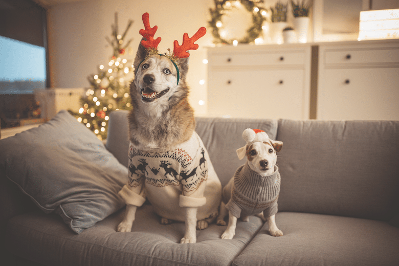 Christmas with your dog