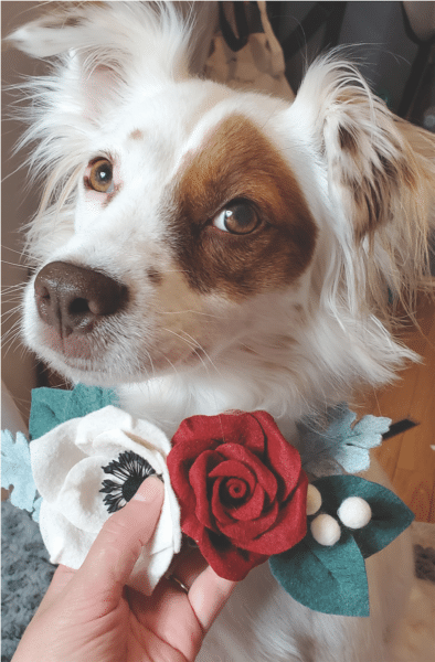 floral clips for pets