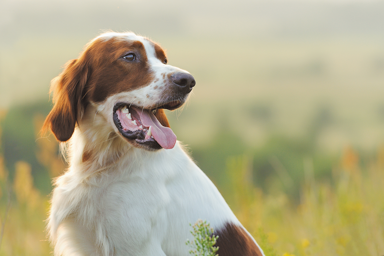 Irish Dog Breeds