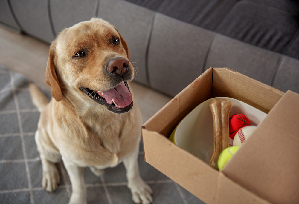 Happy dog sitting near a box of toys