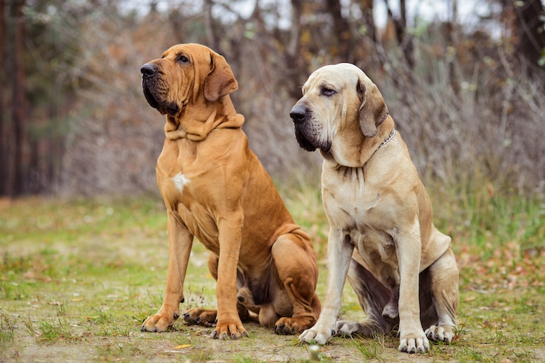 Two Fila Brasileiro dogs, autumn scene