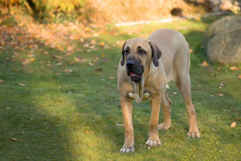 Young female Fila Brasileiro outdoors