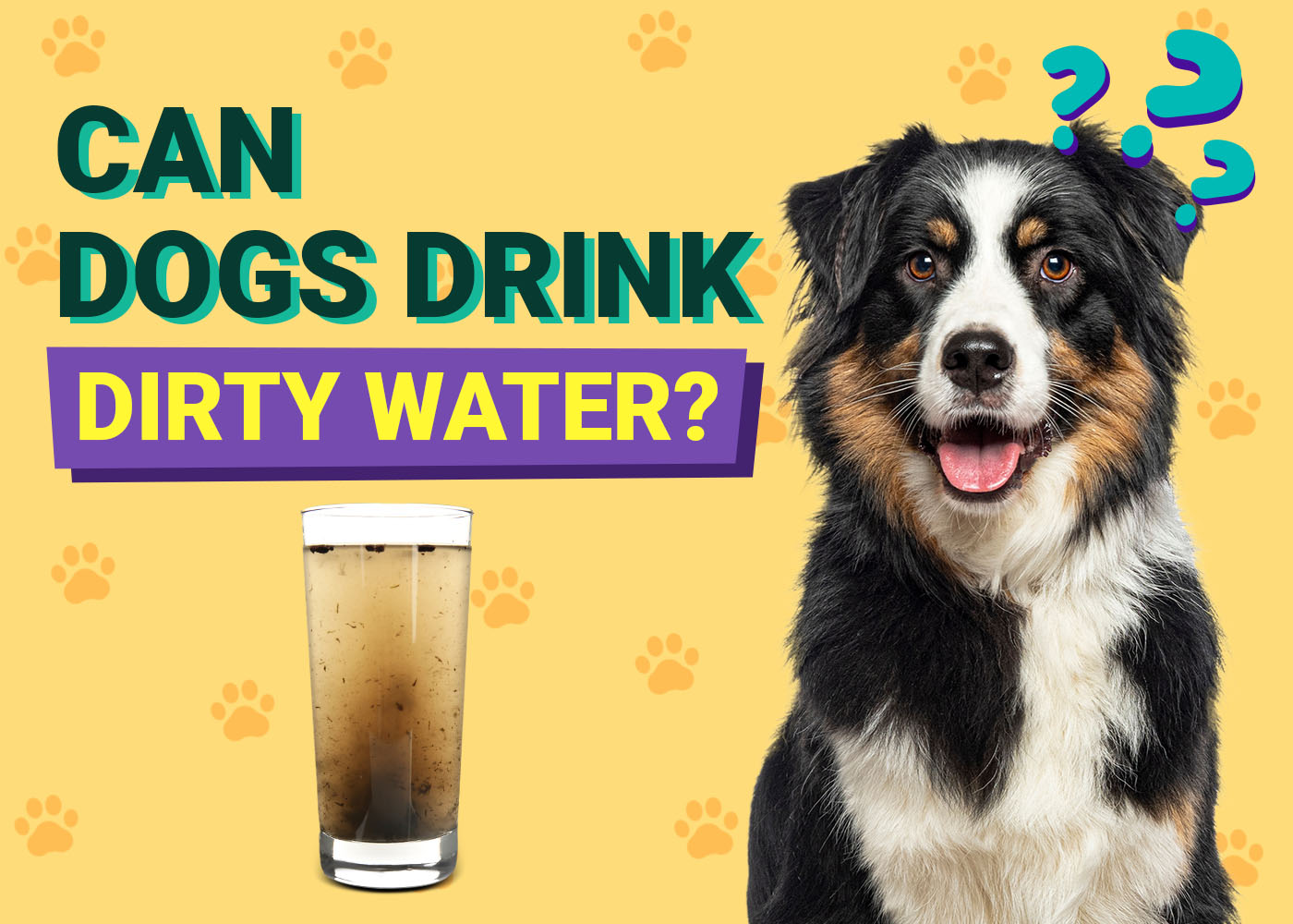 Can Drinking Dirty Water Cause a Bladder Infection in Dogs