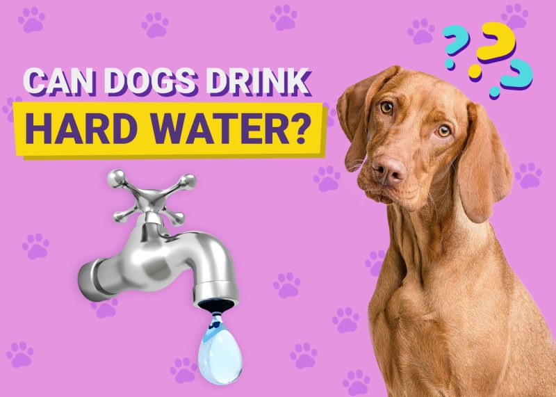 Can Dogs Drink Hard Water
