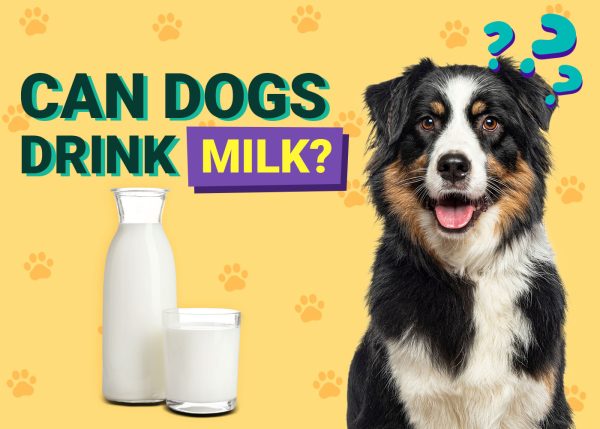 Can Dogs Drink Milk? Vet Verified Nutrition Facts & FAQ – Dogster