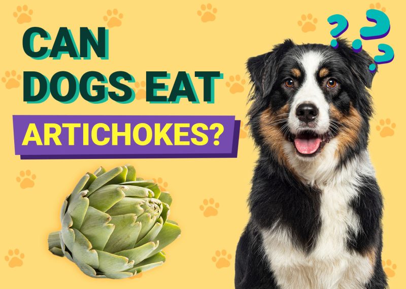 Can Dogs Eat Artichokes