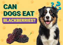 Can Dogs Eat Blackberries? Vet-Approved Facts & FAQ – Dogster