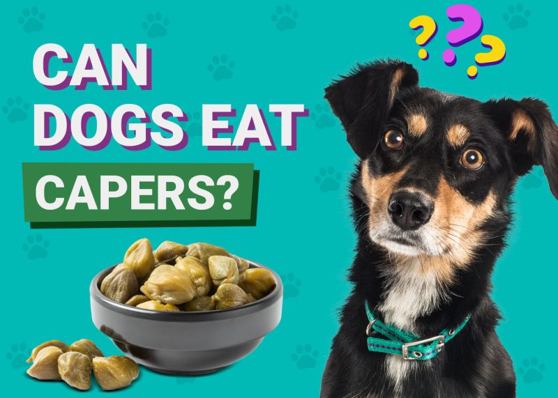 Can Dogs Eat Capers