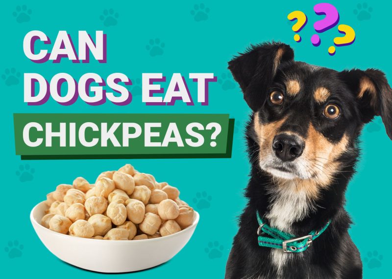 Can Dogs Eat Chickpeas