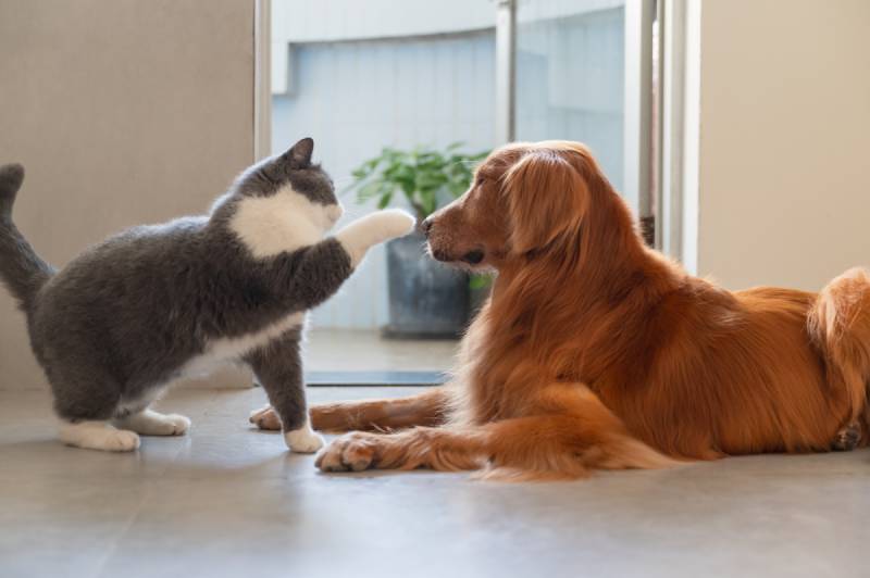 British shorthair cat playing with golden retriever dog