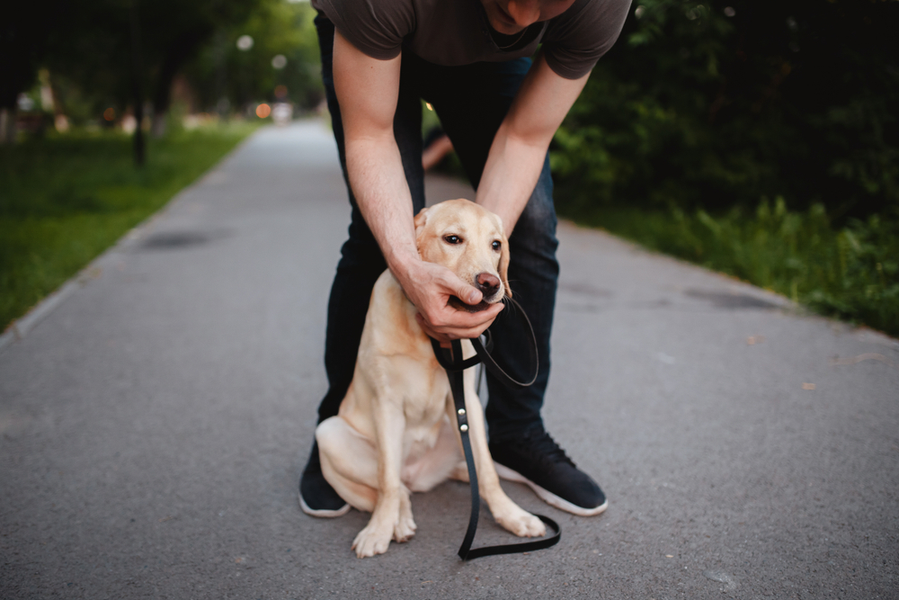 Man-pulls-object-out-of-dogs-mouth