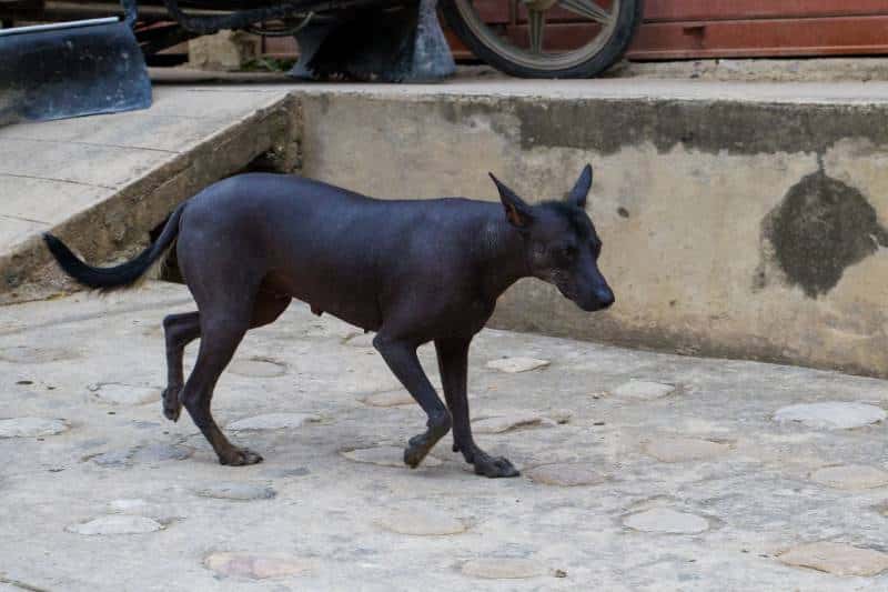 Peruvian black dog walking on the