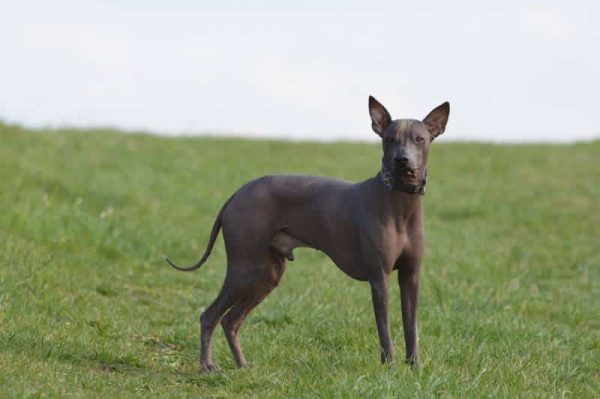 Peruvian hairless dog