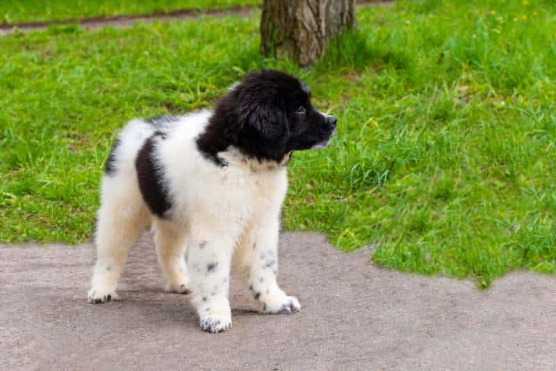 Bulgarian Shepherd puppy standing in the park
