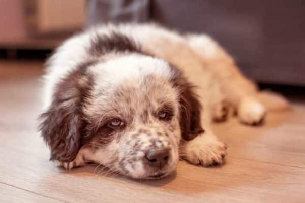 Bulgarian shepherd puppy dog lying on the floor at home