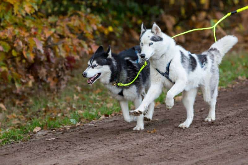 Two sled dogs are running at full speed