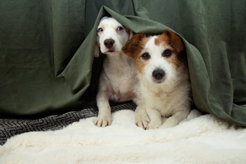 two dogs afraid of fireworks