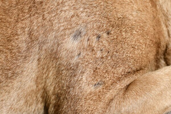 multiple small bald spot in fur of short haired dog