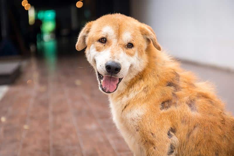 dog with mange disease