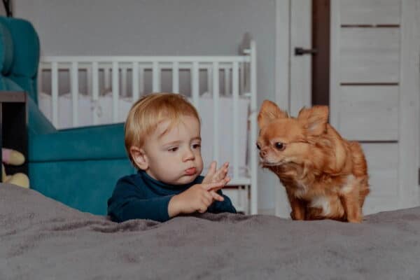 chihuahua dog and baby boy