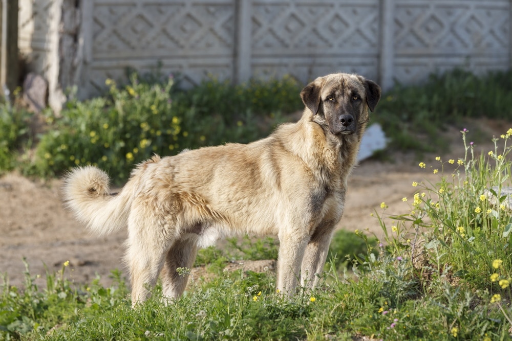 anatolian shepherd dog outdoor