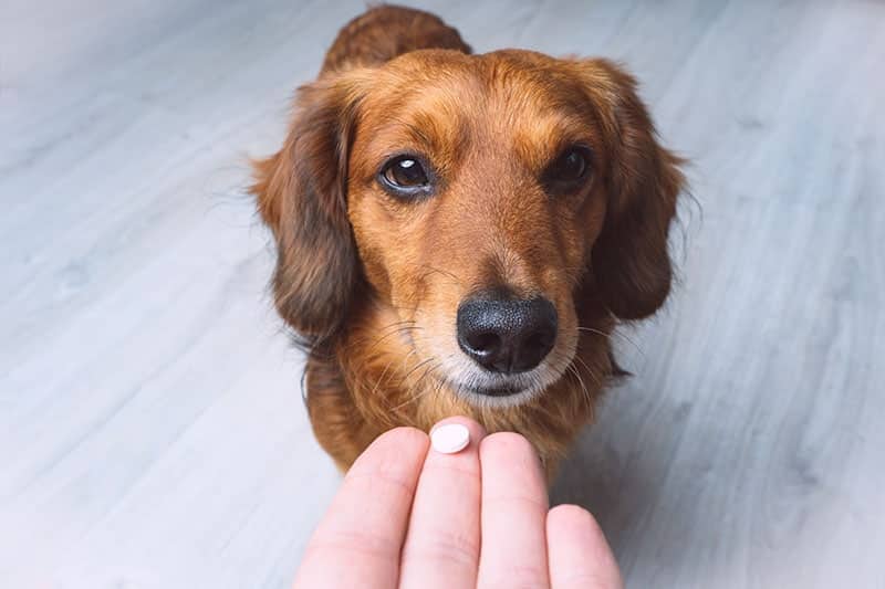 Owner giving medicine in a pill to his dog