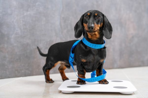 dog standing on weighing scale