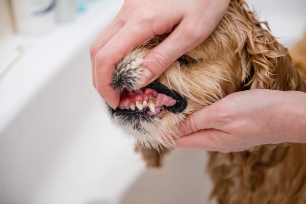 dog teeth cleaning