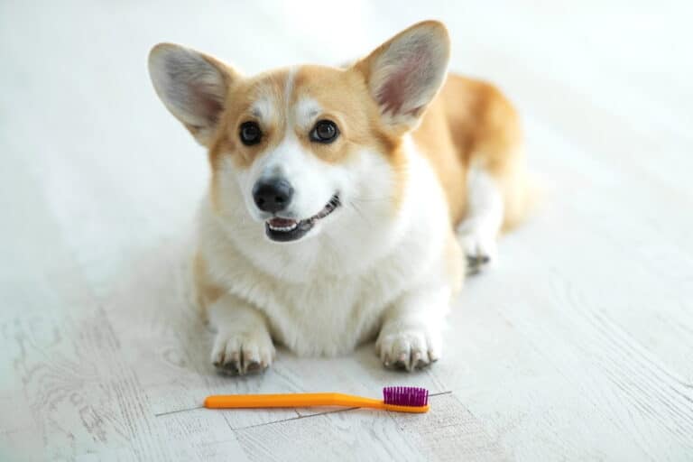 Can Dogs Share Toothbrushes? VetVerified Facts & FAQ Dogster