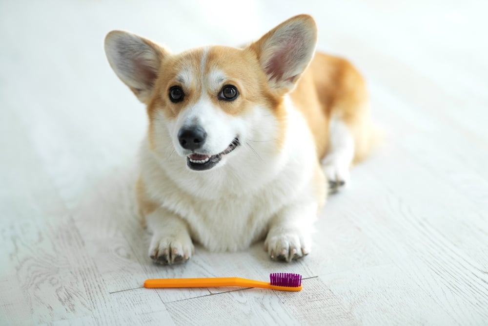 corgi dog with toothbrush