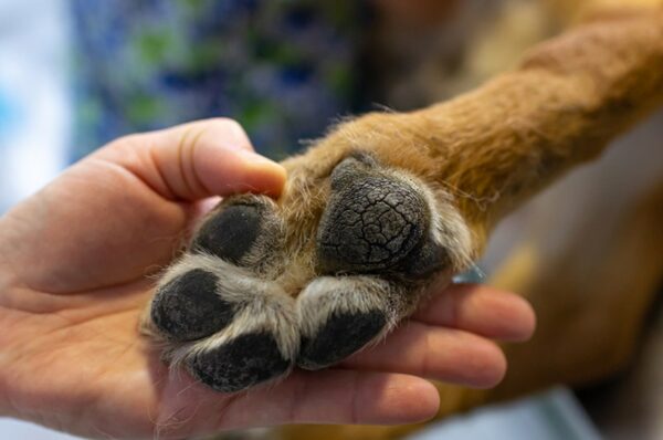 vet showing the dry cracked foot pads of a german shepherd dog