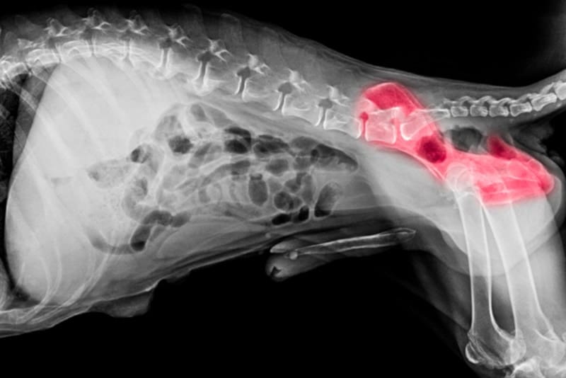 X-ray of dog with hip dysplasia