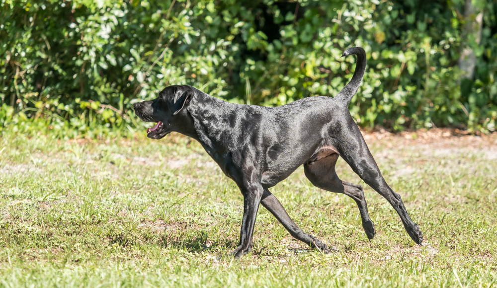 Black-short-haired-labrador-retriever-mix-running