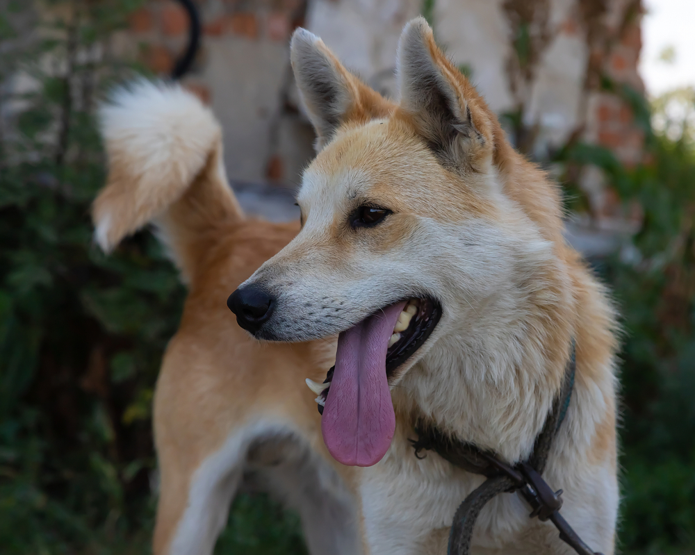 dog tied up with bent tail and tongue out