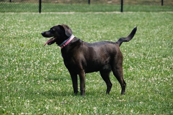 black dog with kinked tail in grass