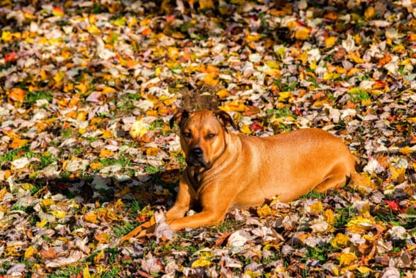 Boxweiler dog lying on fallen leaves