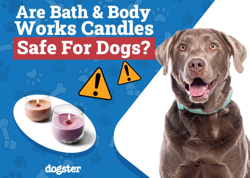 Dogster_Are Bath & Body Works Candles Safe for Dogs