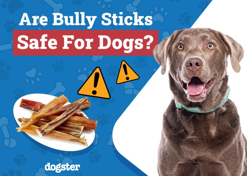 Dogster_Are Bully Sticks Safe for Dogs