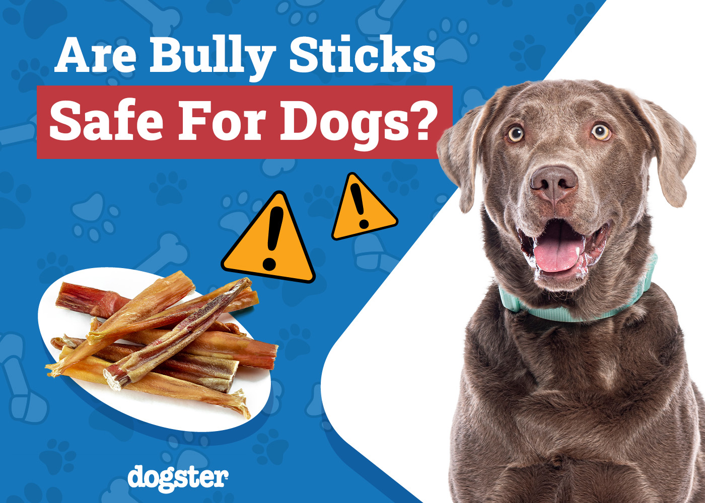 Dogster_Are Bully Sticks Safe for Dogs