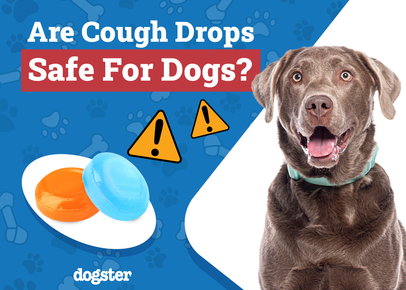 Dogster_Are Cough Drops Safe for Dogs