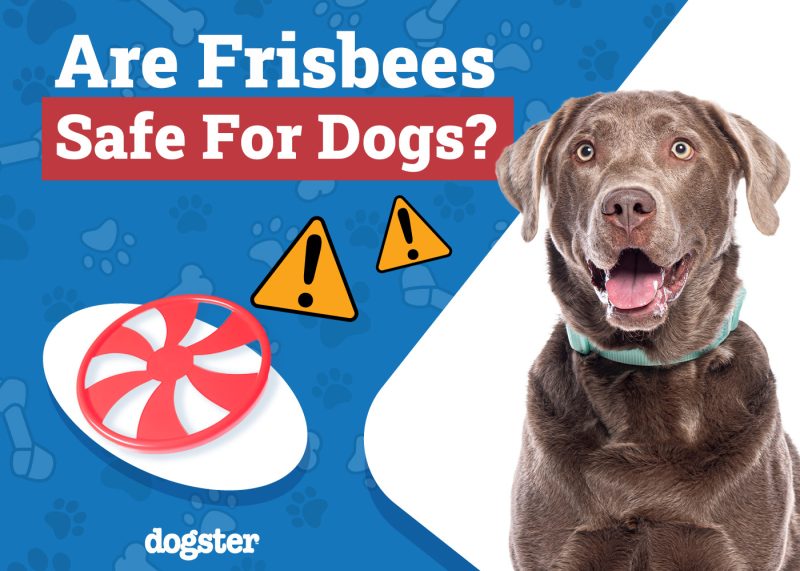 Dogster_Are Frisbees Safe for Dogs