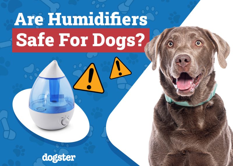 Dogster_Are Humidifier Safe for Dogs