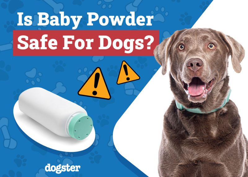 Dogster_Is Baby Powder Safe for Dogs