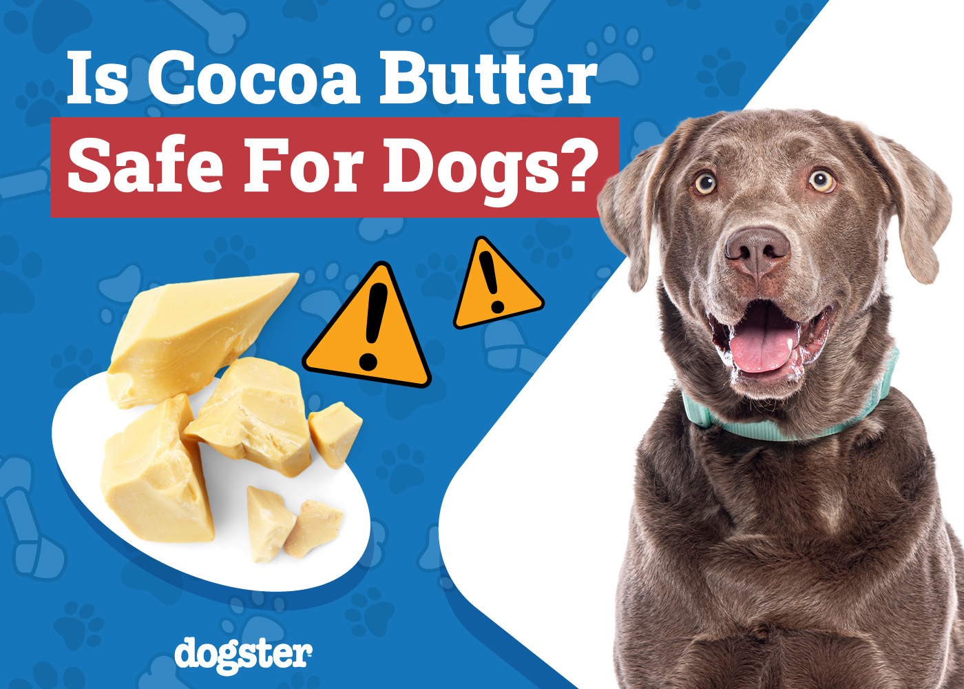 Dogster_Is Cocoa Butter Safe for Dogs