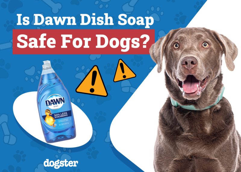 Dogster_Is Dawn Dish Soap Safe for Dogs