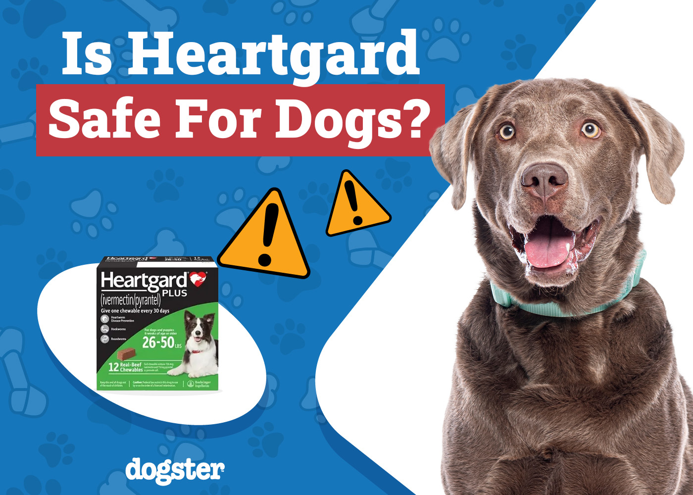 Dogster_Is Heartgard Safe for Dogs
